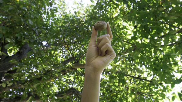 Walnut in a farmer\'s hand in front of a tree.