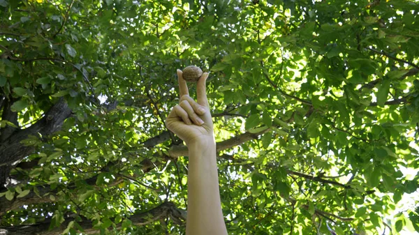 Поднятая Женская Рука Держит Грецкий Орех Перед Пологом Дерева — стоковое фото