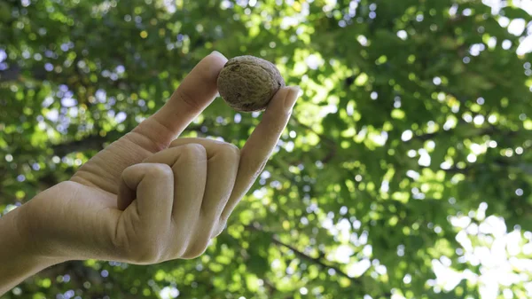 Agriculture Biologique Des Noix Entre Les Mains Une Femme — Photo