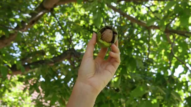 Close Detail Left Female Hands Holding Fresh Walnuts Autumn Organic — ストック動画