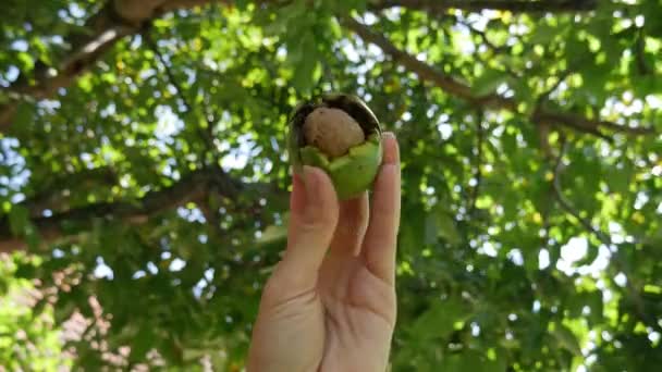 Linkerhand Houdt Een Walnootvrucht Vast Achtergrond Een Walnootboom Het Herfstseizoen — Stockvideo