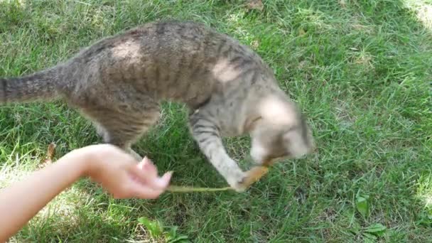 La main d'une propriétaire femelle tenant une feuille de noix jaune d'automne tout en jouant avec le chat rayé sur l'herbe verte .
