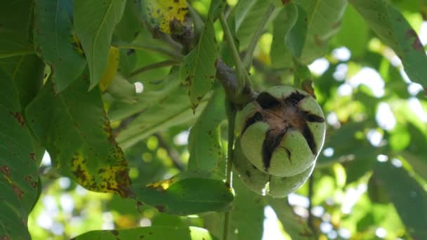 Ripe Nuts Walnut Tree Green Unripe Walnuts Hang Branch Green — Stockvideo