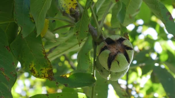 Noci Mature Albero Noce Noci Acide Verdi Pendono Ramo Foglie — Video Stock