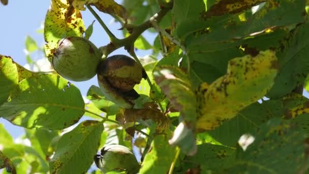 Green Unripe Walnuts Hang Branch Green Leaves Unripe Walnut Fruits — Stock Video