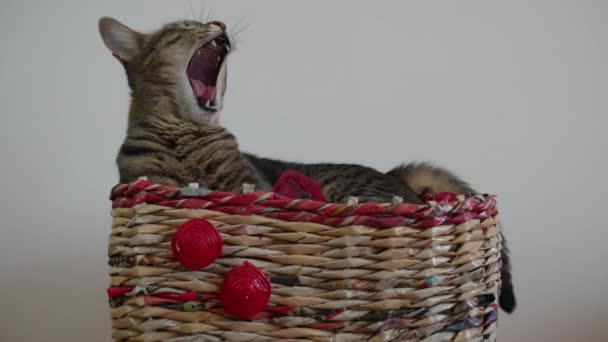 Sleepy Striped Cat Yawns Lying Basket — Stock Video