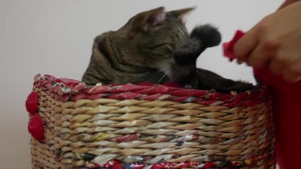 Les Mains Une Femme Couvrent Chat Endormi Une Couverture Rouge — Video