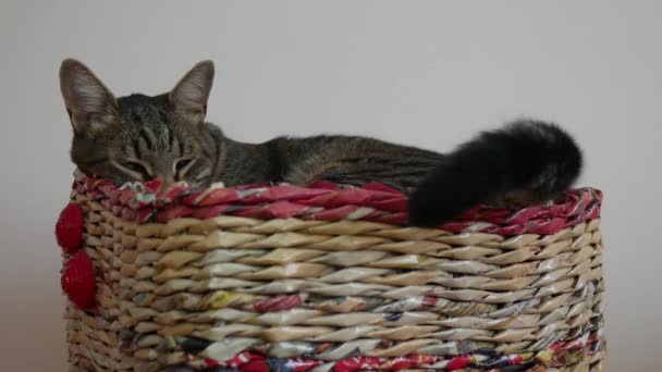 籠の中の眠そうなタビー猫は眠りに落ちて尾を振る — ストック動画