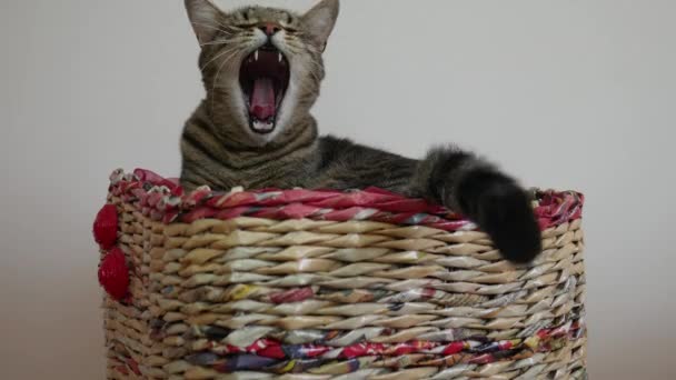 Sleepy Cat Yawns Lying Basket House — Stock Video