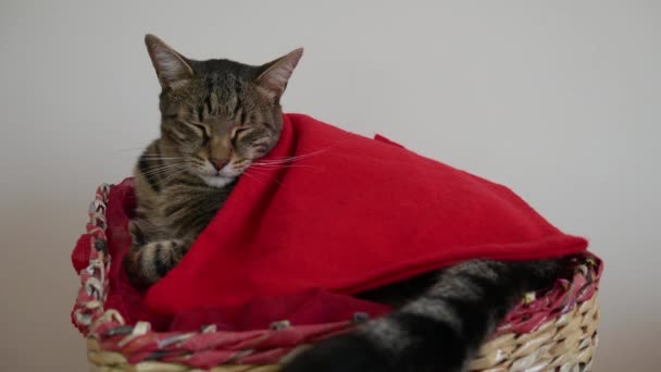 Tom Chat Dans Panier Couvert Une Couverture Rouge Rêve Agite — Video