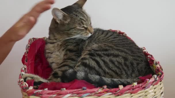 Ägarens Hand Smeker Den Slickande Tabby Katten — Stockvideo