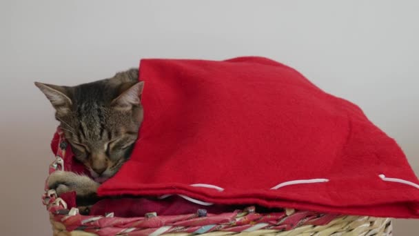 Кошка Покрытая Красным Одеялом Мирно Спит Своей Вязаной Корзине — стоковое видео