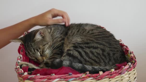 Mano Una Donna Accarezza Sonnolento Gatto Tabby Cesto Gatto Lecca — Video Stock