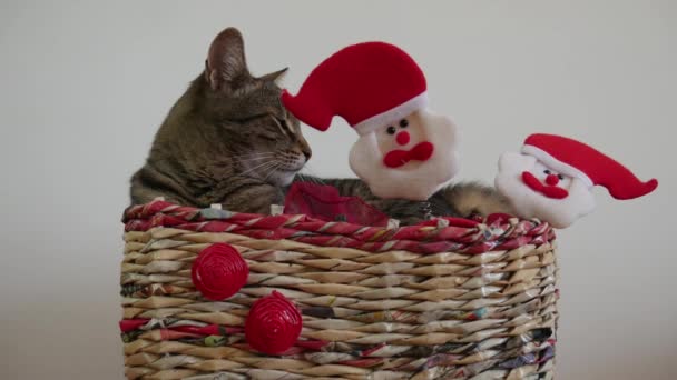 Fanny Schläfrige Katze Einer Weihnachtsbox Mit Weihnachtsmann Spielzeug Der Besitzer — Stockvideo