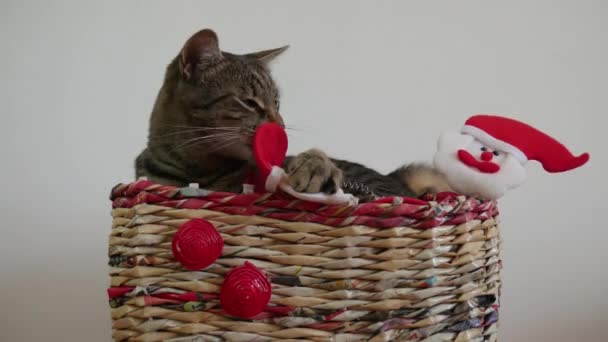 Kot Paski Pudełku Świątecznym Bawi Się Zabawkami Świętego Mikołaja — Wideo stockowe