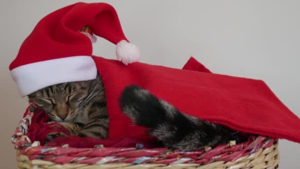Κουρασμένη Γάτα Κοιμάται Ένα Καλάθι Κατά Διάρκεια Των Χριστουγέννων Και — Αρχείο Βίντεο