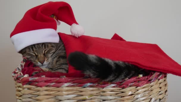 Кіт Спить Кошику Вдягненому Санта Червоним Капелюхом Закутаним Червоне Покривало — стокове відео