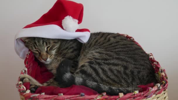 クリスマスと新年の休日の間に頭の上に赤いサンタクロースの帽子とバスケットで寝ている大人のタビー猫 — ストック動画