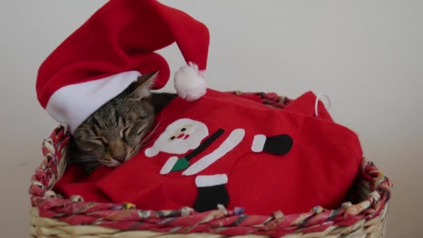 Randig Katt Sover Korg Med Röd Jultomte Hatt Huvudet Instoppad — Stockvideo