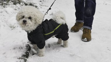 Kar içindeki köpek. Sahibi, Kışlık Ceketli Küçük Beyaz Bichon Frise 'i yürüyüşe çıkarmış..