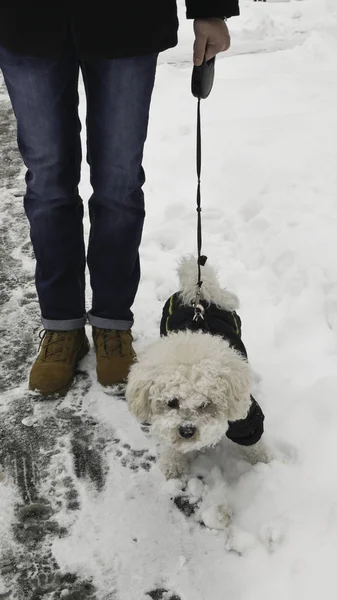 Small White Bichon Frise Winter Jacket Walk Street Covered Snow — стокове фото