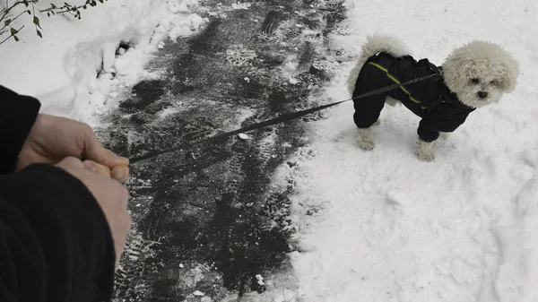 Owner Hands Hold Little Bichon Frise Dog Winter Jacket Leash — стоковое фото