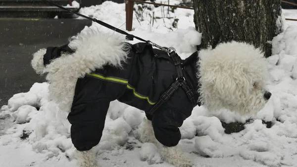 Маленький Білий Бічон Фріз Зимовій Куртці Підняв Ногу Пісяв Сніг — стокове фото