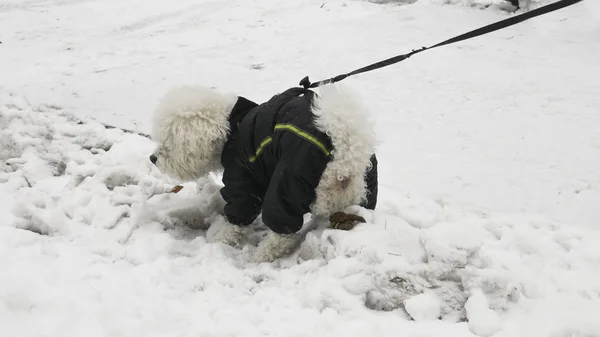 Kleiner Weißer Bichon Frise Hund Pooping Schnee — Stockfoto