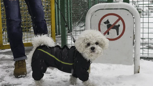 Bichon Frise Dog Winterjacke Steht Mit Seinem Besitzer Vor Dem — Stockfoto