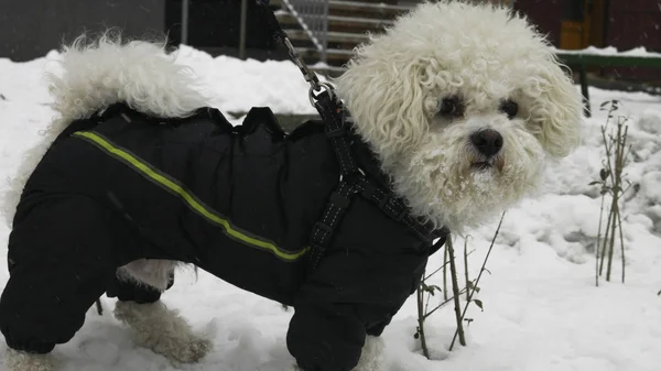 Petite Bichon Frise Blanche Veste Hiver Sur Neige Dans Rue — Photo