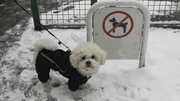 Bichon Hund Winterjacke Steht Vor Dem Schild Hunde Schneereichen Winter — Stockfoto