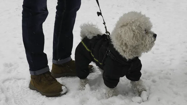 Милый Бишонный Пес Черной Зимней Куртке Парке Хозяином Снежную Зиму — стоковое фото