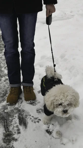 Owner Bichon Frise Winter Jacket Walk Street Covered Snow — стоковое фото