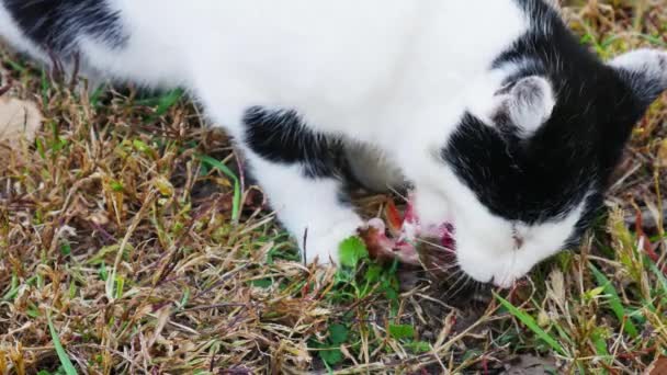 Gato Hierba Otoño Comiendo Pescado Recién Enganchado — Vídeo de stock