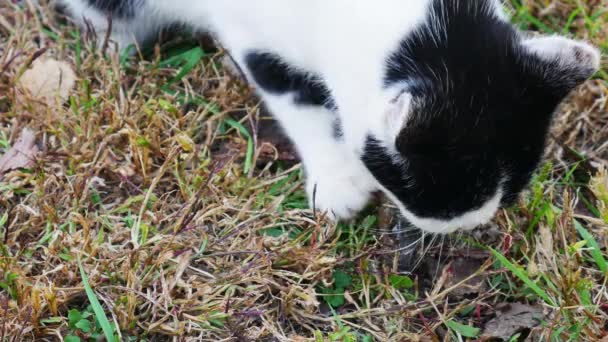 9は1で生の魚の頭を切り取り 草の背景に残しました 黒と白の猫が食べ物に来て それを食べ始めます — ストック動画
