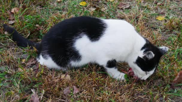 Gato Blanco Negro Come Una Cabeza Pez Hierba Otoño — Vídeos de Stock