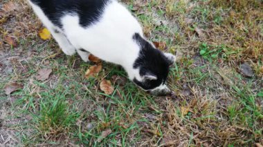 Bir kadının eli, kesilmiş ve çimlerin üzerine bırakılmış çiğ bir balığın kafasını işaret eder. Siyah beyaz kedi yemeğe gelir ve onu yemeye başlar..