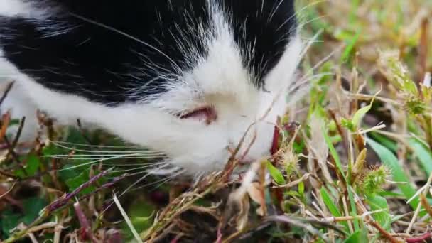 クローズアップ 黒と白の猫は草の上の魚の遺骨をかむ — ストック動画