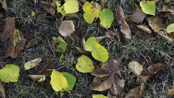 Trockene Herbstblätter Gelbe Und Braune Farben — Stockfoto