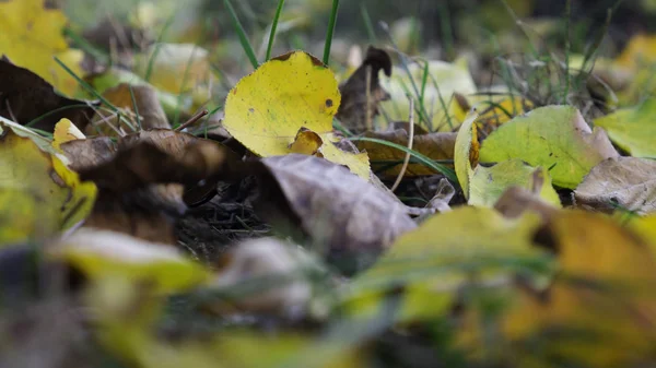 Trockene Herbstblätter Hautnah Hintergrund — Stockfoto