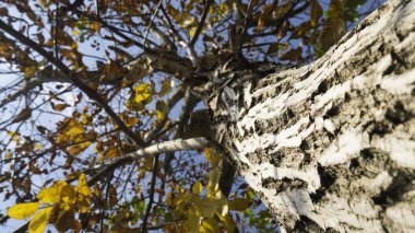 Sonbaharda sarı yapraklı ceviz ağacı - ağaca odaklan - aşağıdan manzara.