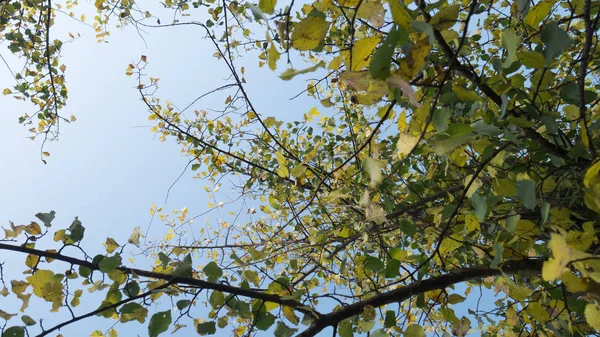 Желтые Зеленые Листья Ветвях Деревьев Голубое Небо Качестве Фона — стоковое фото