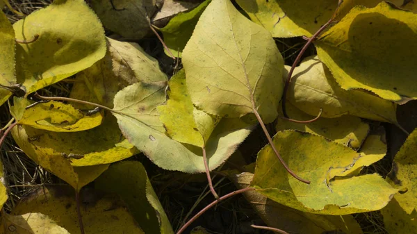 Yellow Autumn Apricot Leaves Ground Background — Stock Photo, Image
