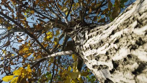 Ореховое Дерево Желтыми Листьями Осенью Сфокусируйтесь Навесе Вид Снизу — стоковое фото
