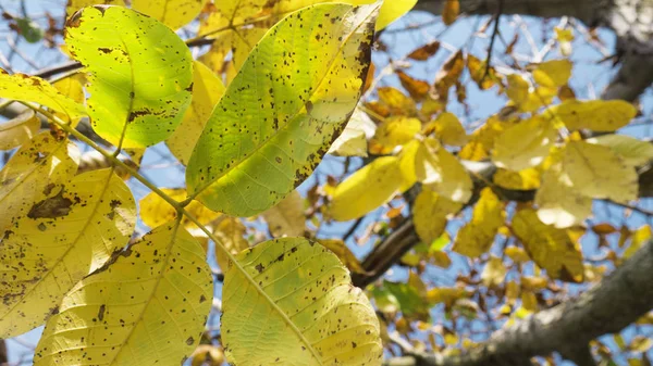 Gelbe Walnussblätter Herbst — Stockfoto