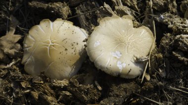 Çürüyen kütüklerden çıkan iki mantar..