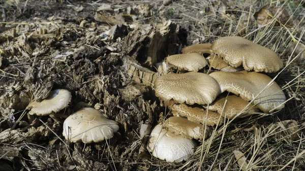 Wild Poisonous Mushrooms Rotting Stump Surrounded Yellow Grass Fall — Stock Photo, Image
