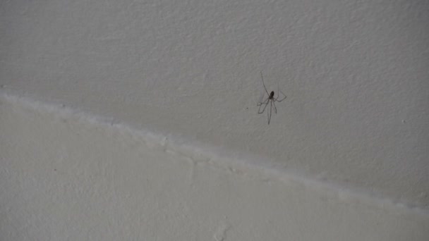 Dady Μακριά Πόδια Αράχνη Πχολσιδών Στο Λευκό Τοίχο — Αρχείο Βίντεο