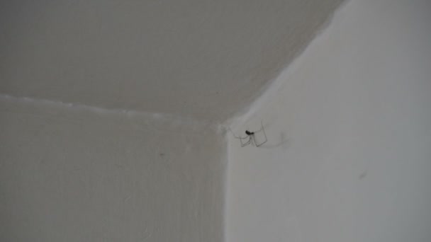 Spinne Pholcidae Mit Langen Beinen Der Weißen Wand — Stockvideo