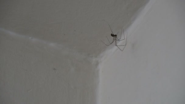 Uzun Bacaklar Spider Mahzen Spider Beyaz Duvar Üzerinde Dady Uzun — Stok video